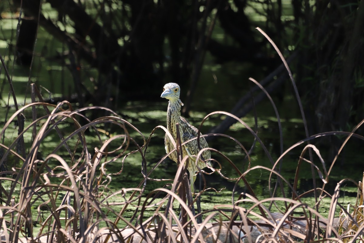 Yellow-crowned Night Heron - Ethan Brown