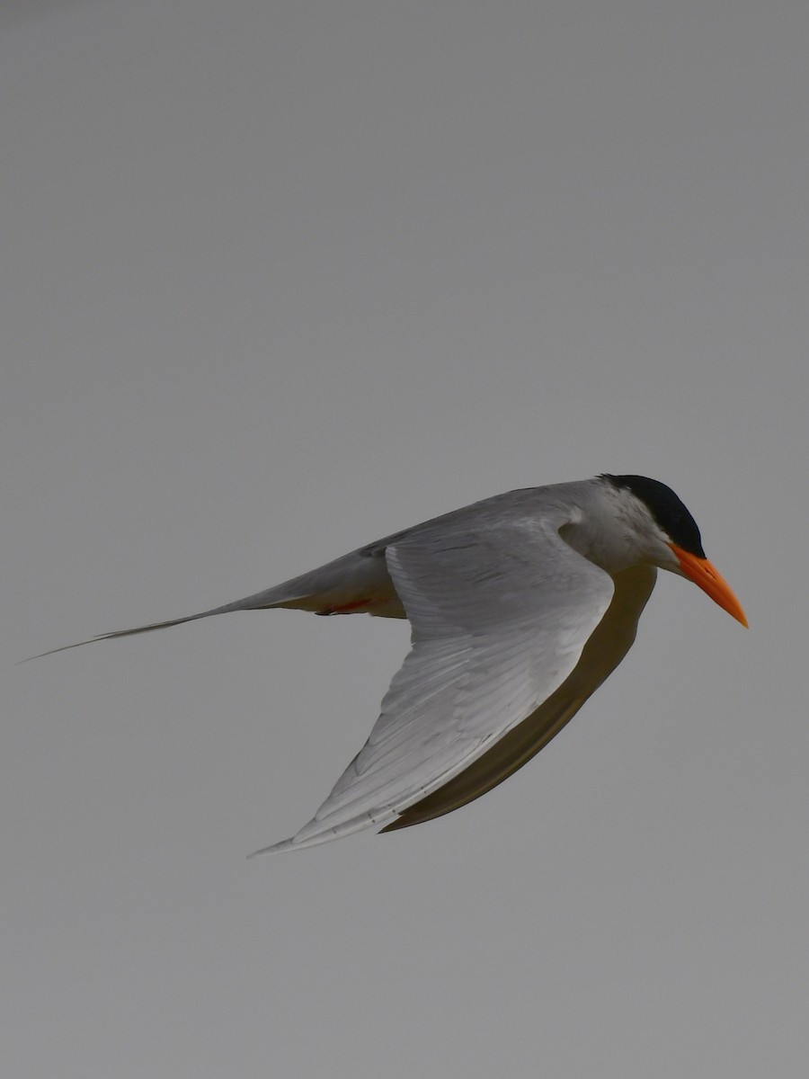 River Tern - Zarine Singh