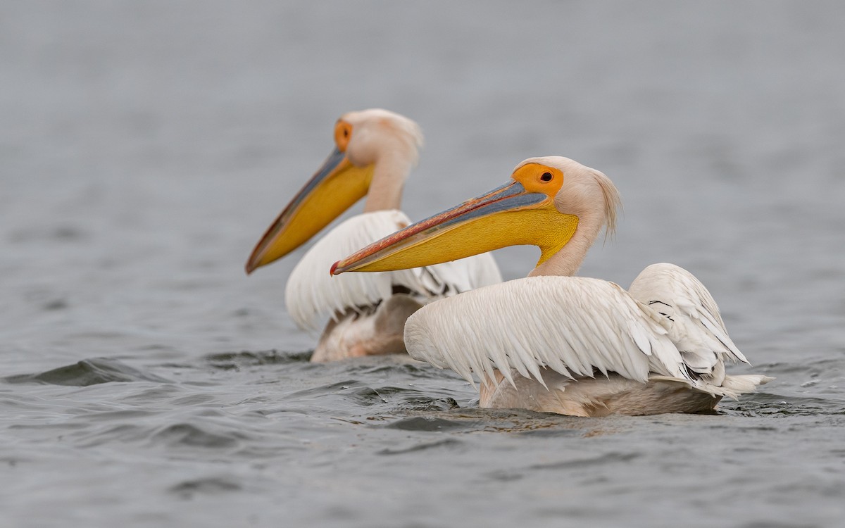 Great White Pelican - ML624028459