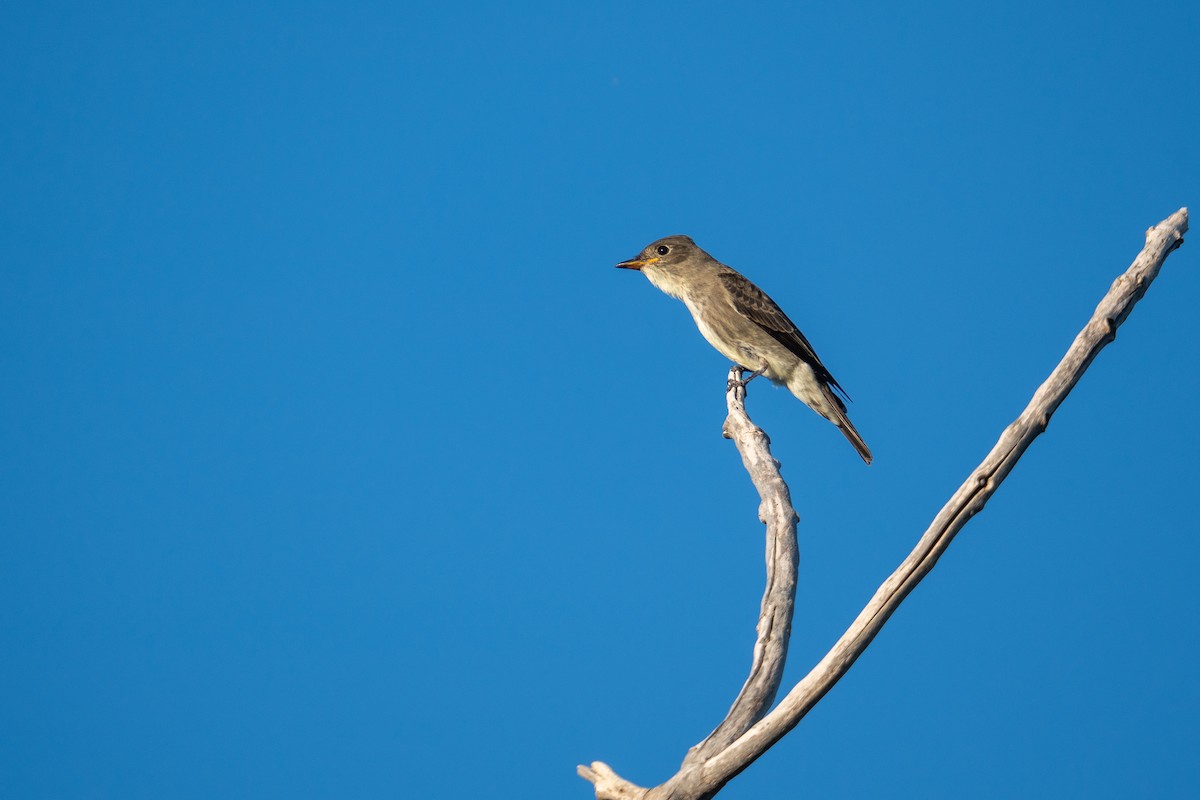 Olive-sided Flycatcher - Jason Cole