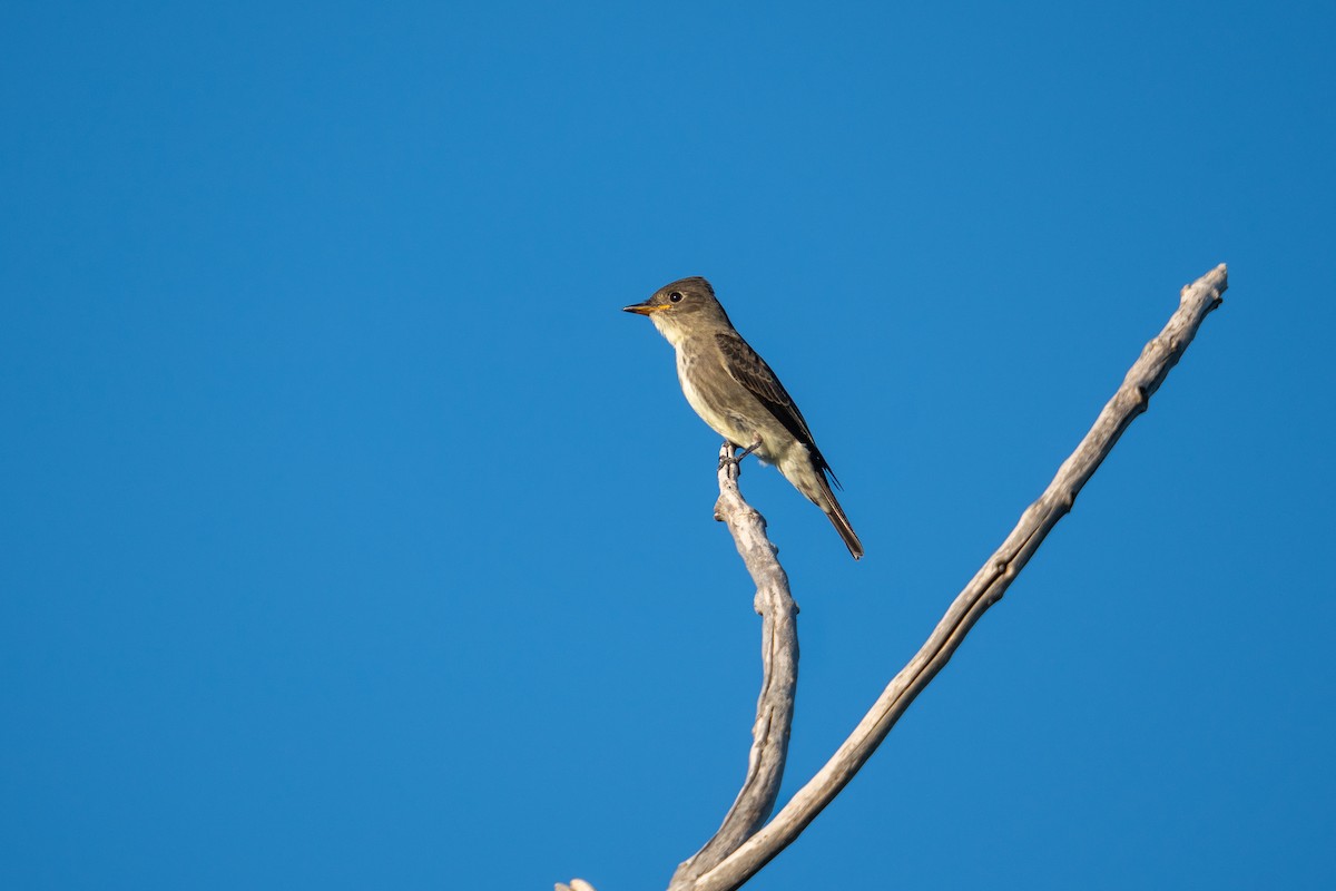 Olive-sided Flycatcher - ML624028461