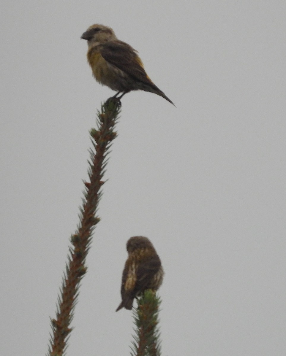 Red Crossbill - ML624028464