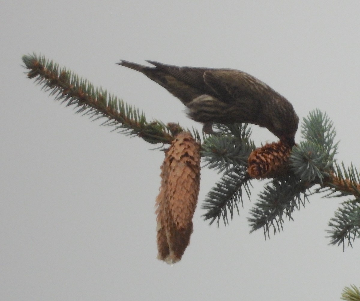 Red Crossbill - ML624028465