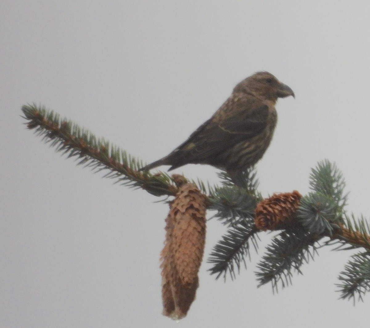 Red Crossbill - ML624028466