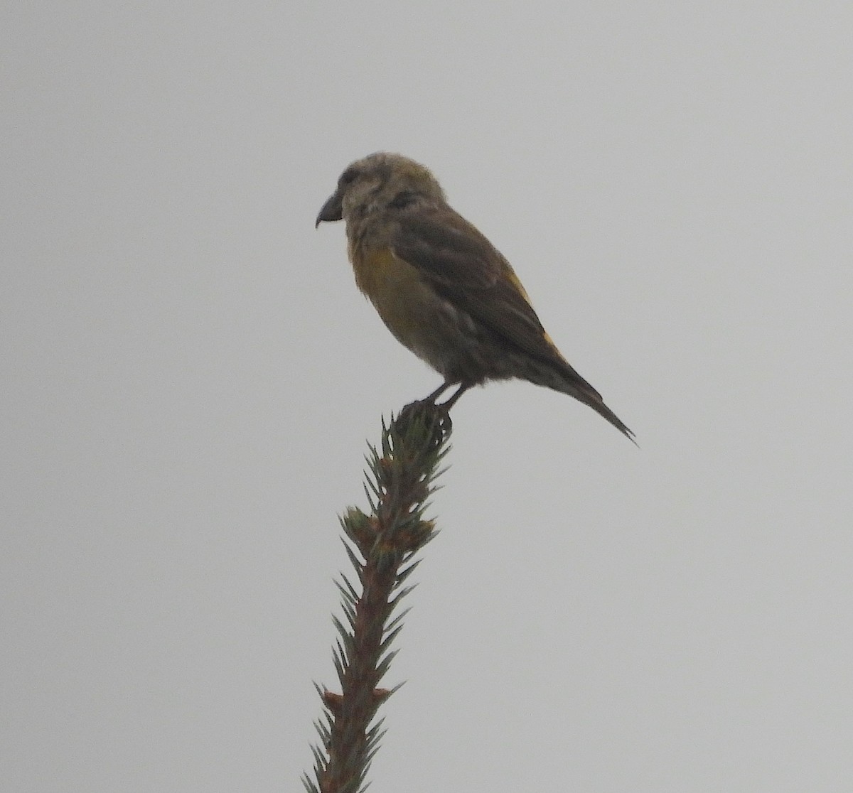 Red Crossbill - ML624028467