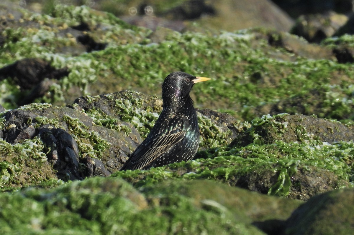 歐洲椋鳥 - ML624028469