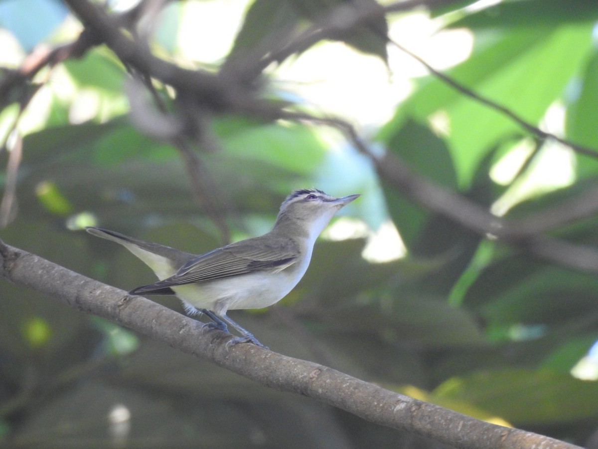 Philadelphia Vireo - ML624028470