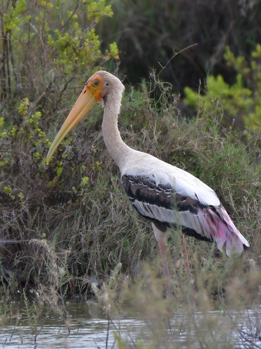 Painted Stork - ML624028472