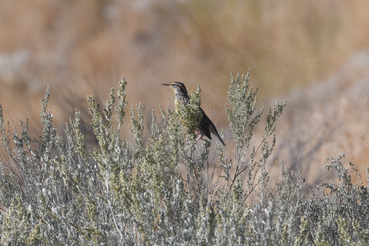 Western Meadowlark - Jessica Coss