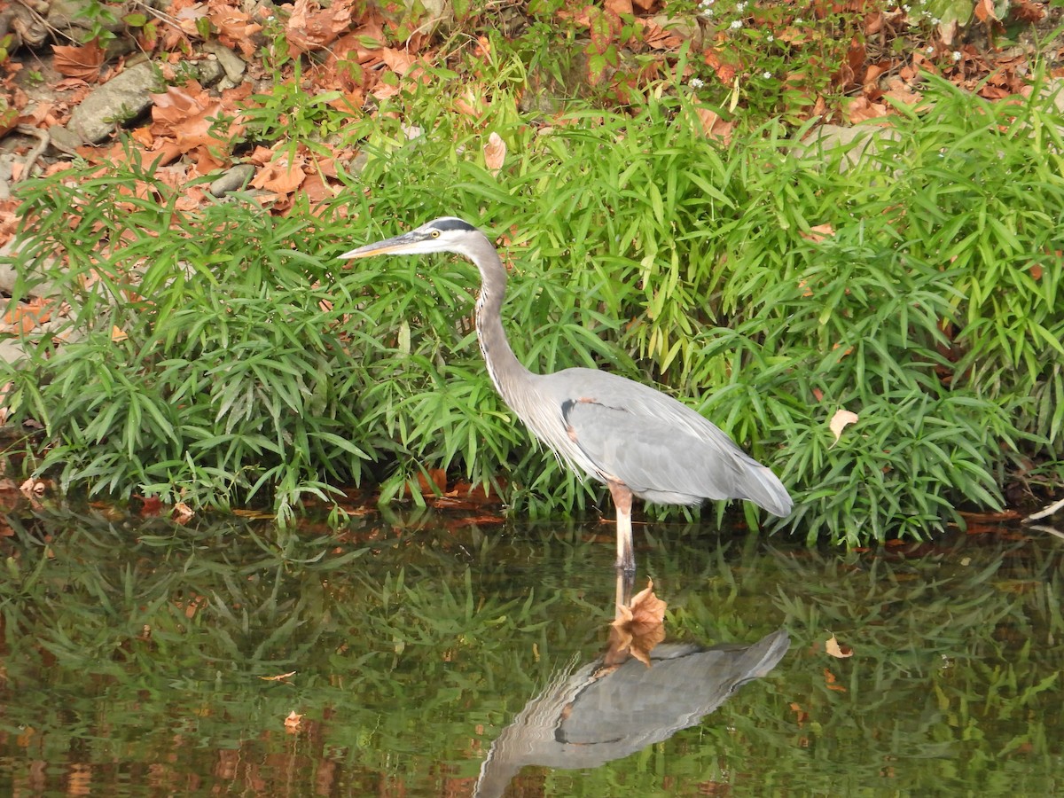 Great Blue Heron - ML624028474