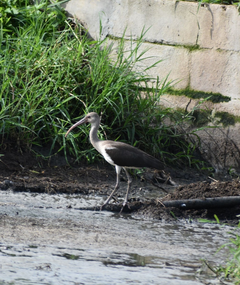 White Ibis - ML624028500