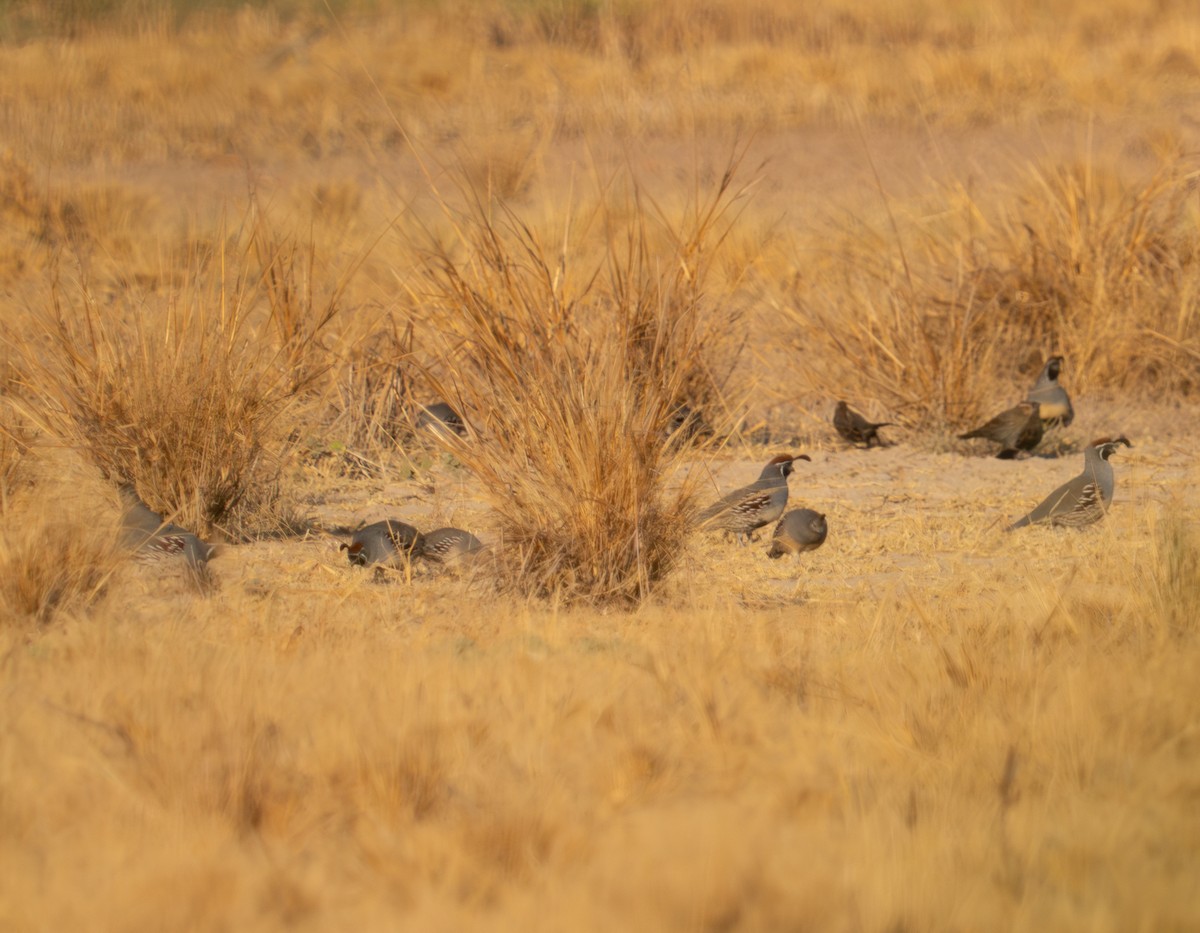 Gambel's Quail - ML624028506