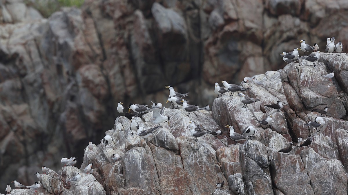 Great Crested Tern - ML624028508