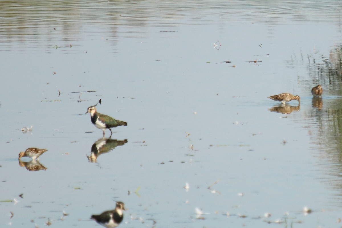 Common Snipe - ML624028509