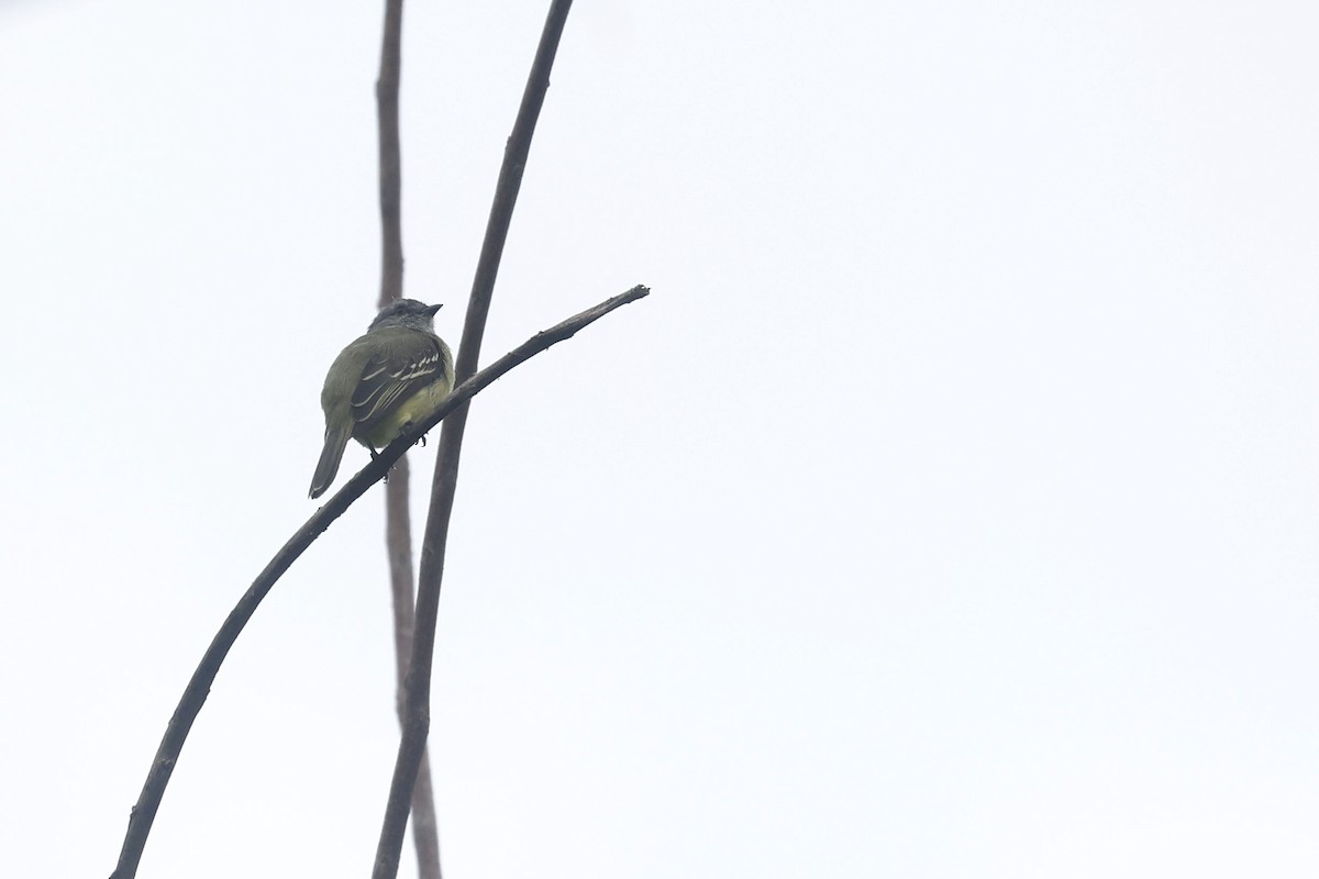 Yellow-crowned Tyrannulet - ML624028510