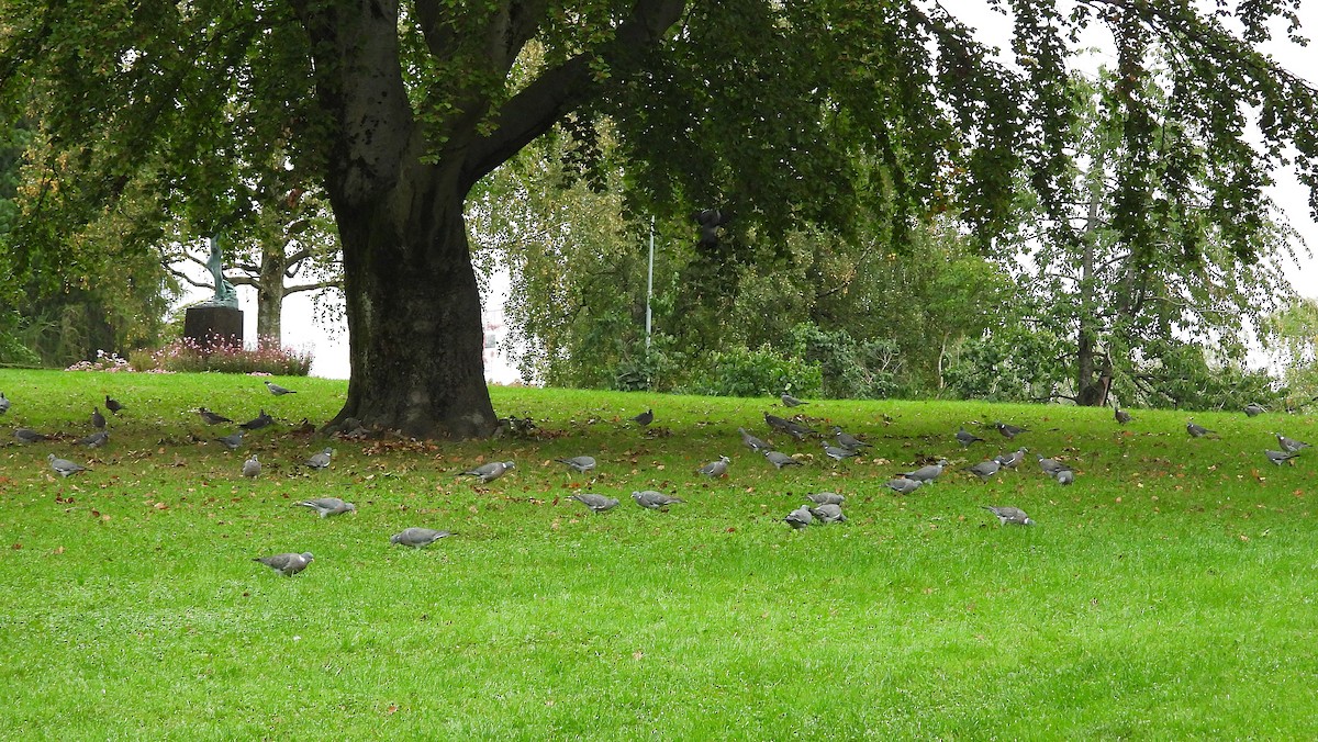 Common Wood-Pigeon - ML624028511