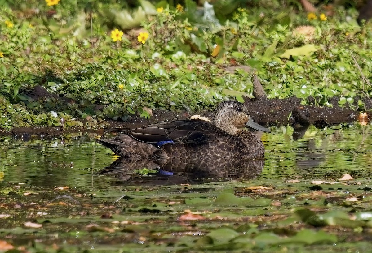 American Black Duck - ML624028512