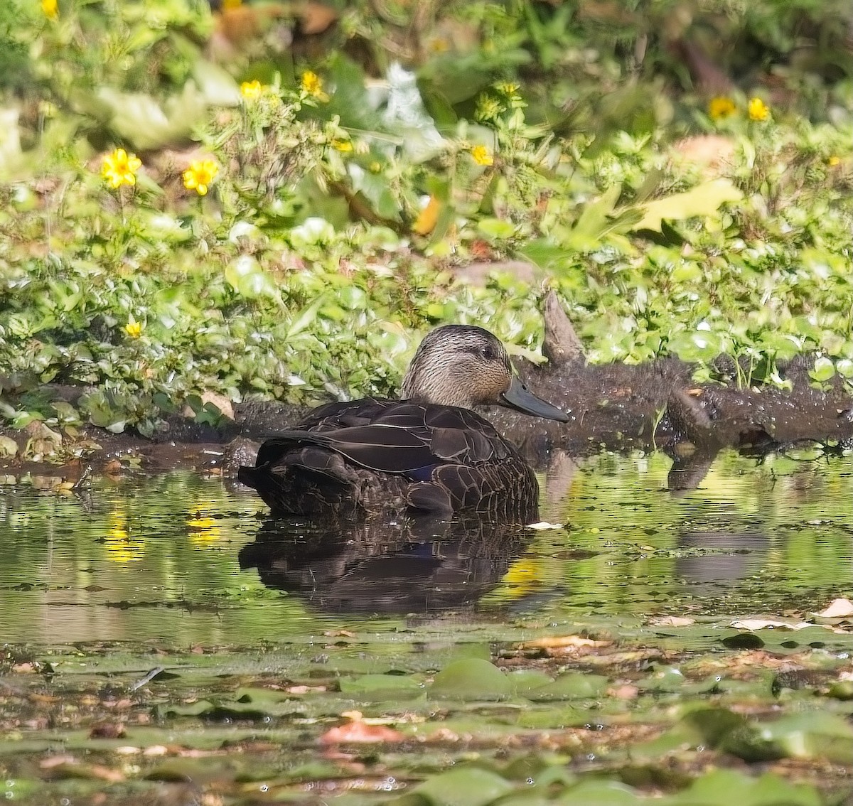 American Black Duck - ML624028513