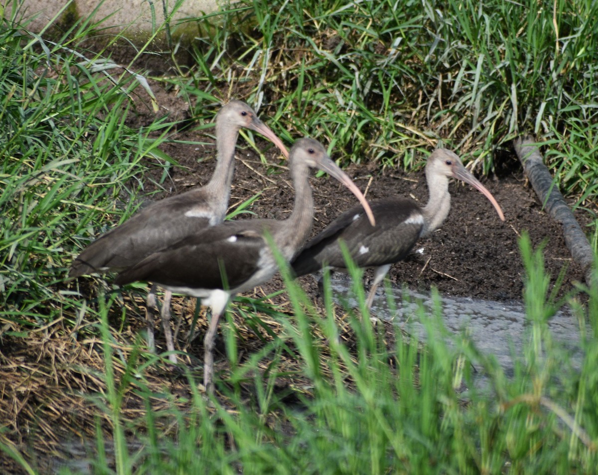 White Ibis - ML624028514