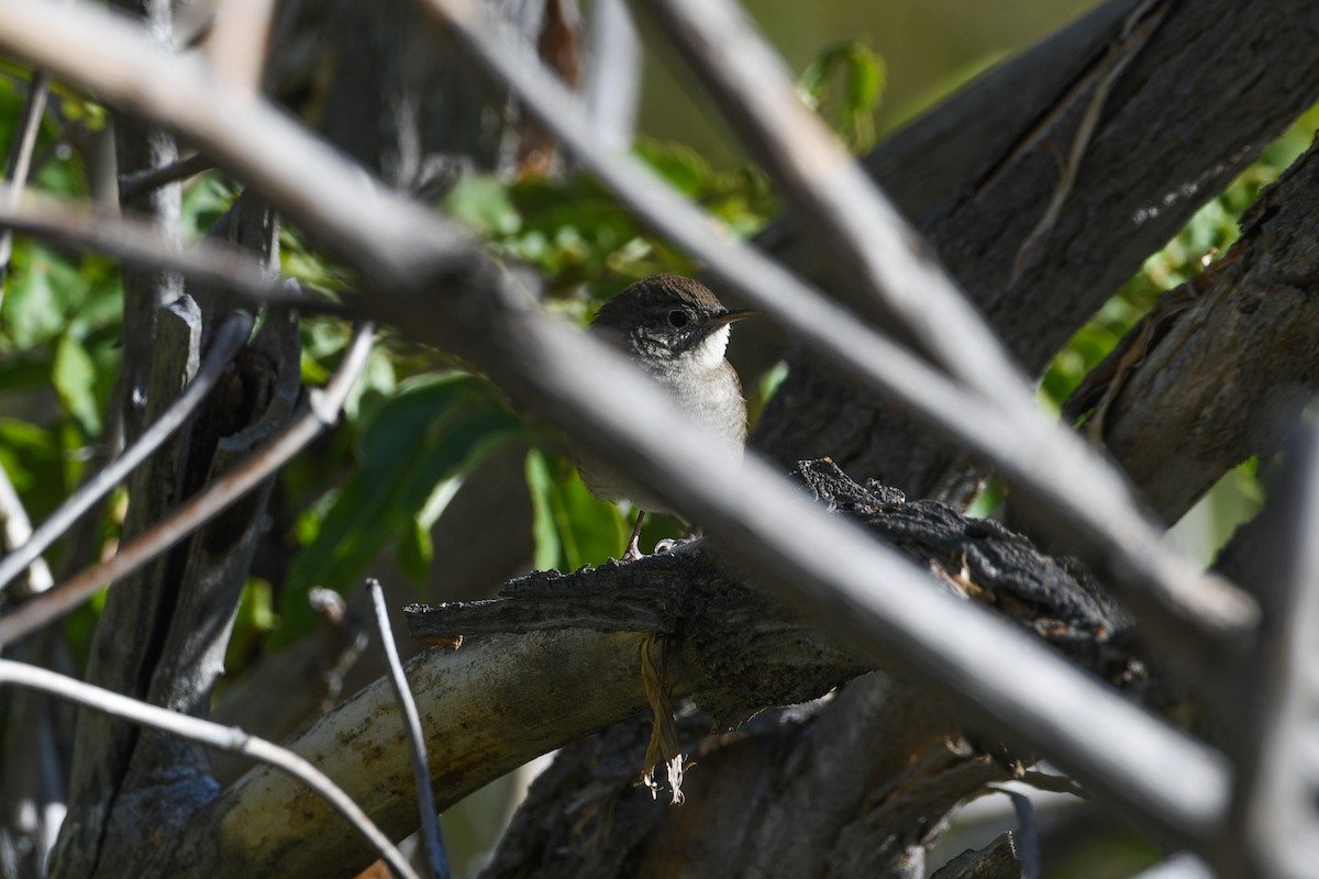 Pacific Wren - ML624028515