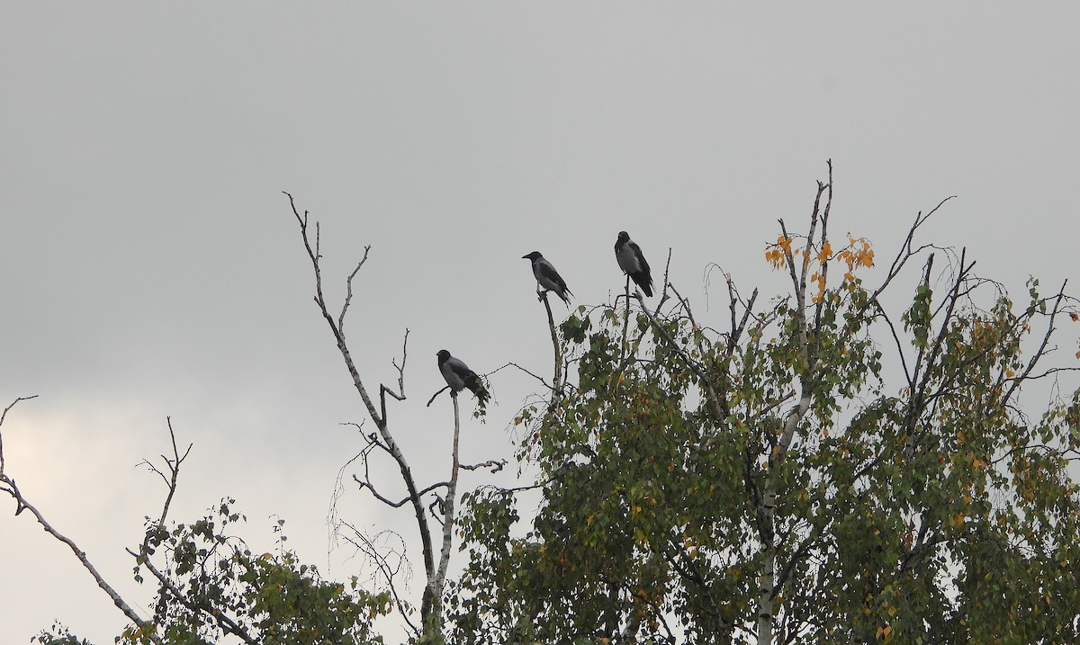 Hooded Crow - ML624028516