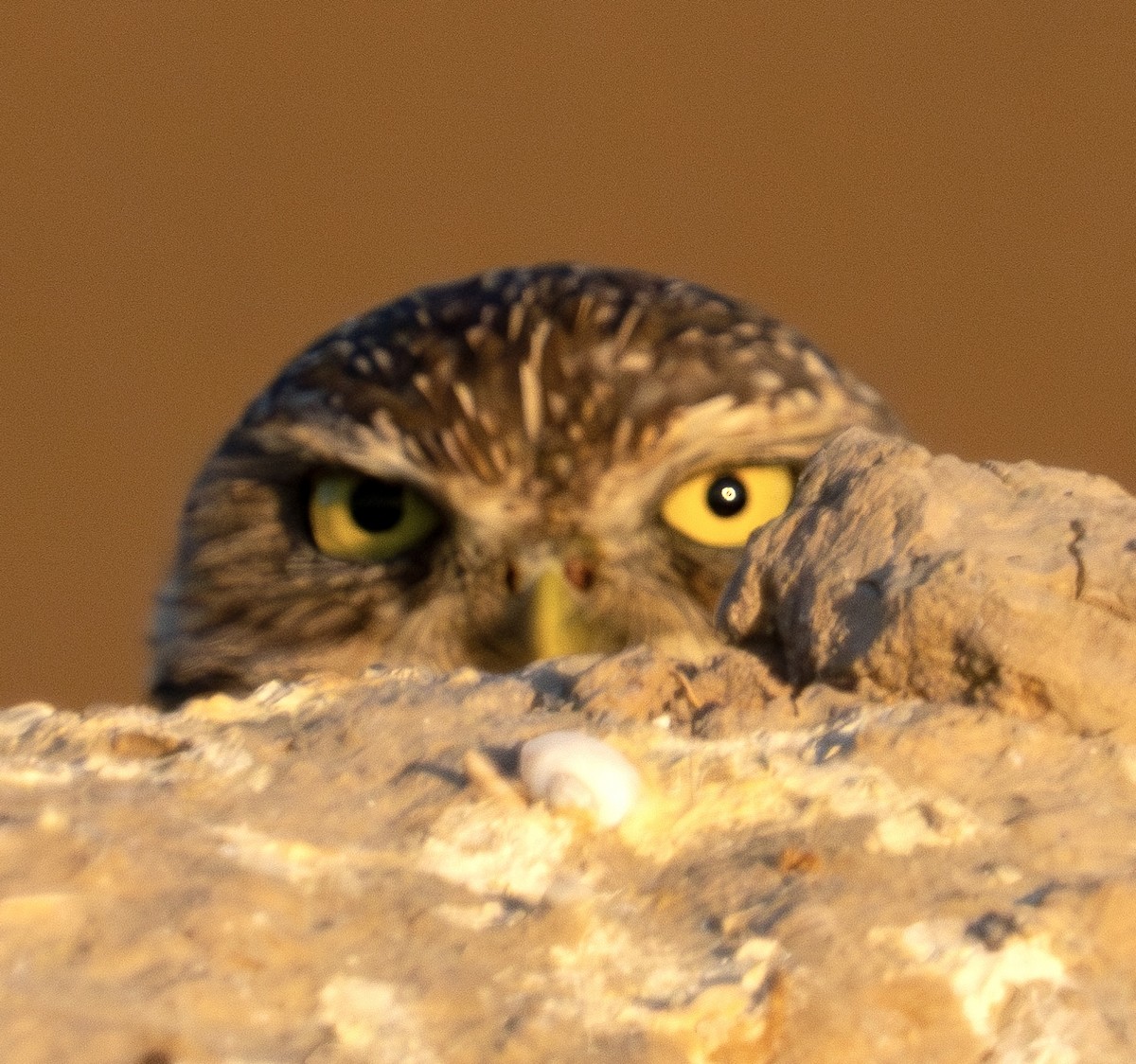 Burrowing Owl - ML624028519