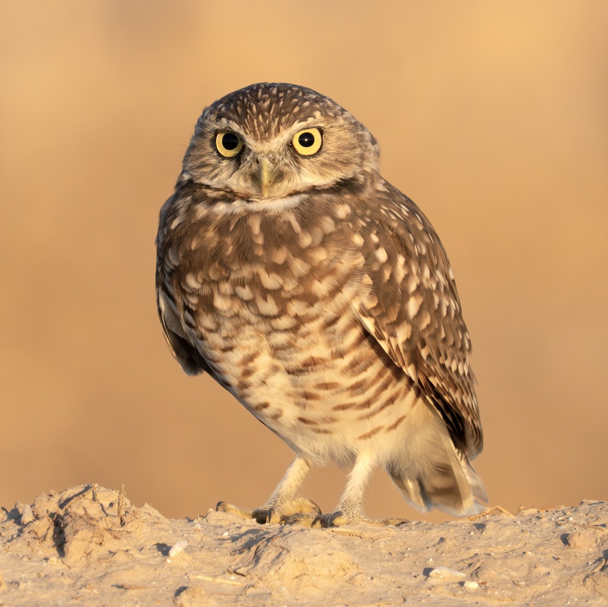 Burrowing Owl - ML624028522