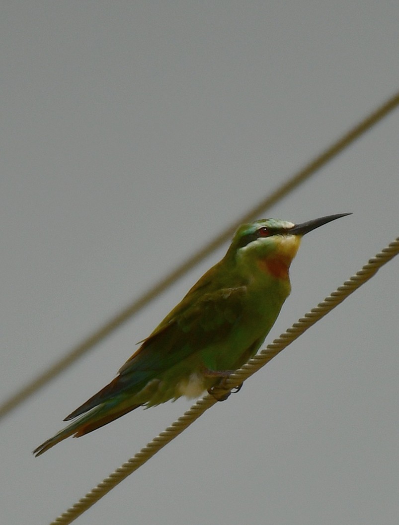 Blue-cheeked Bee-eater - ML624028524