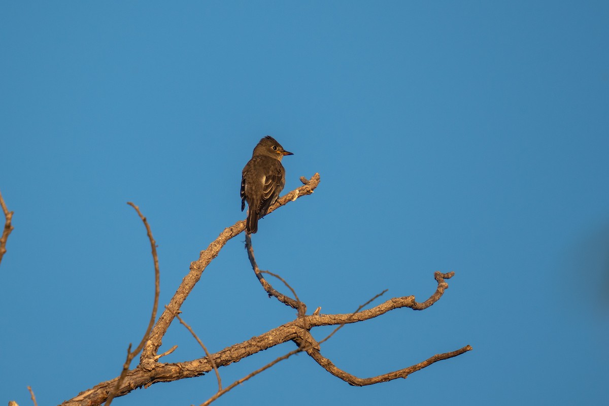 Olive-sided Flycatcher - ML624028525