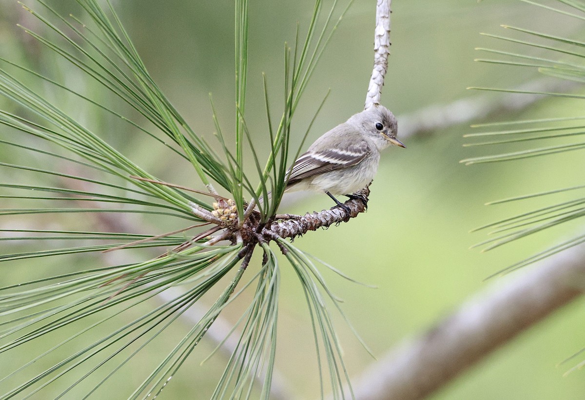 Moucherolle gris - ML624028526