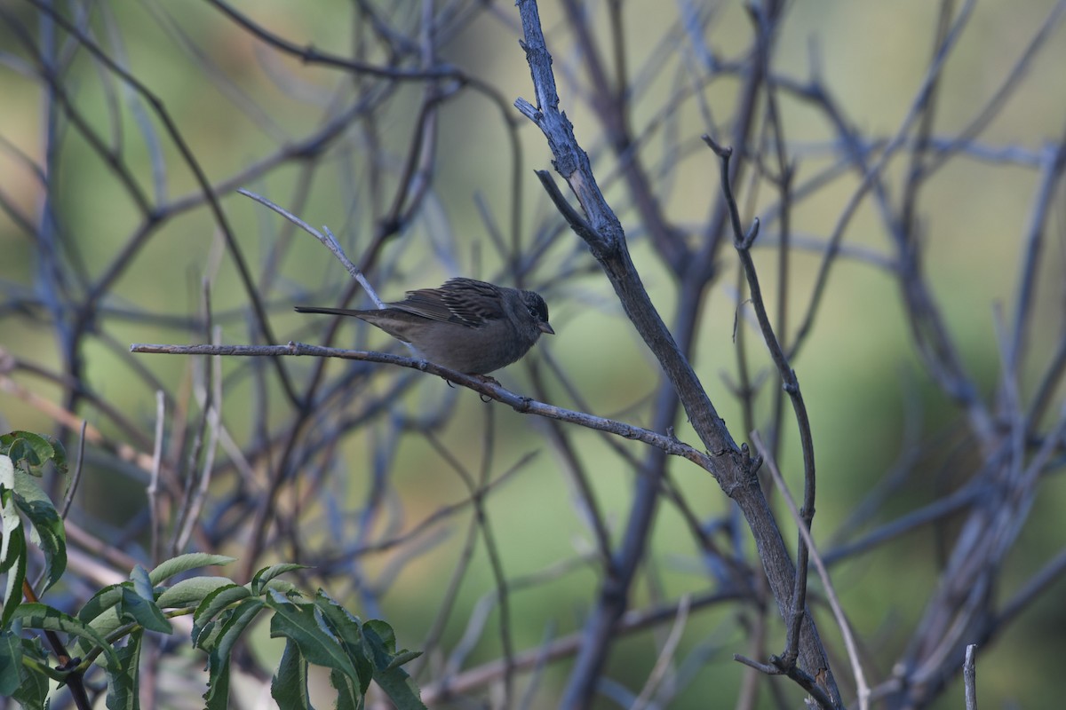 Golden-crowned Sparrow - ML624028527