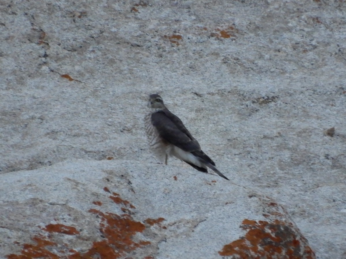 Eurasian Sparrowhawk - Shraddha Pandya