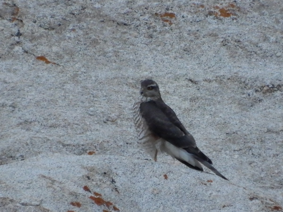 Eurasian Sparrowhawk - ML624028530