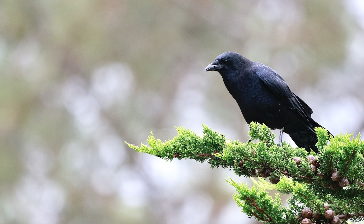 American Crow - ML624028534