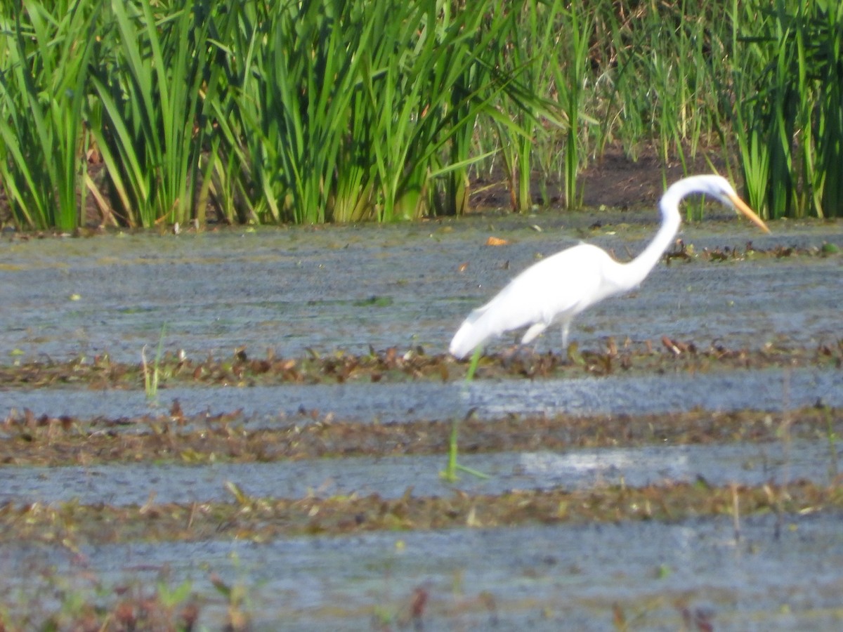 Great Egret - ML624028535