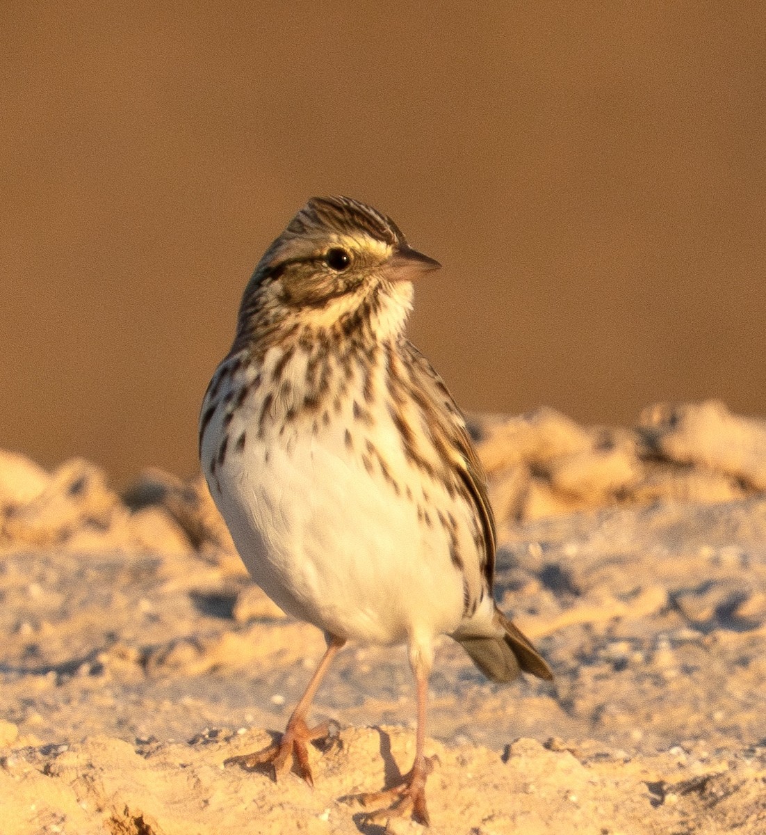 Savannah Sparrow - ML624028536