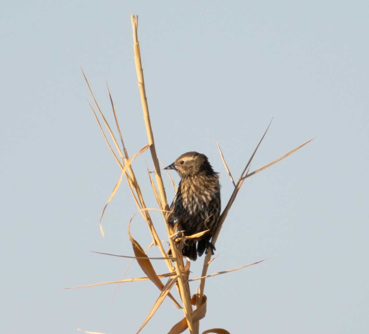 Red-winged Blackbird - ML624028545