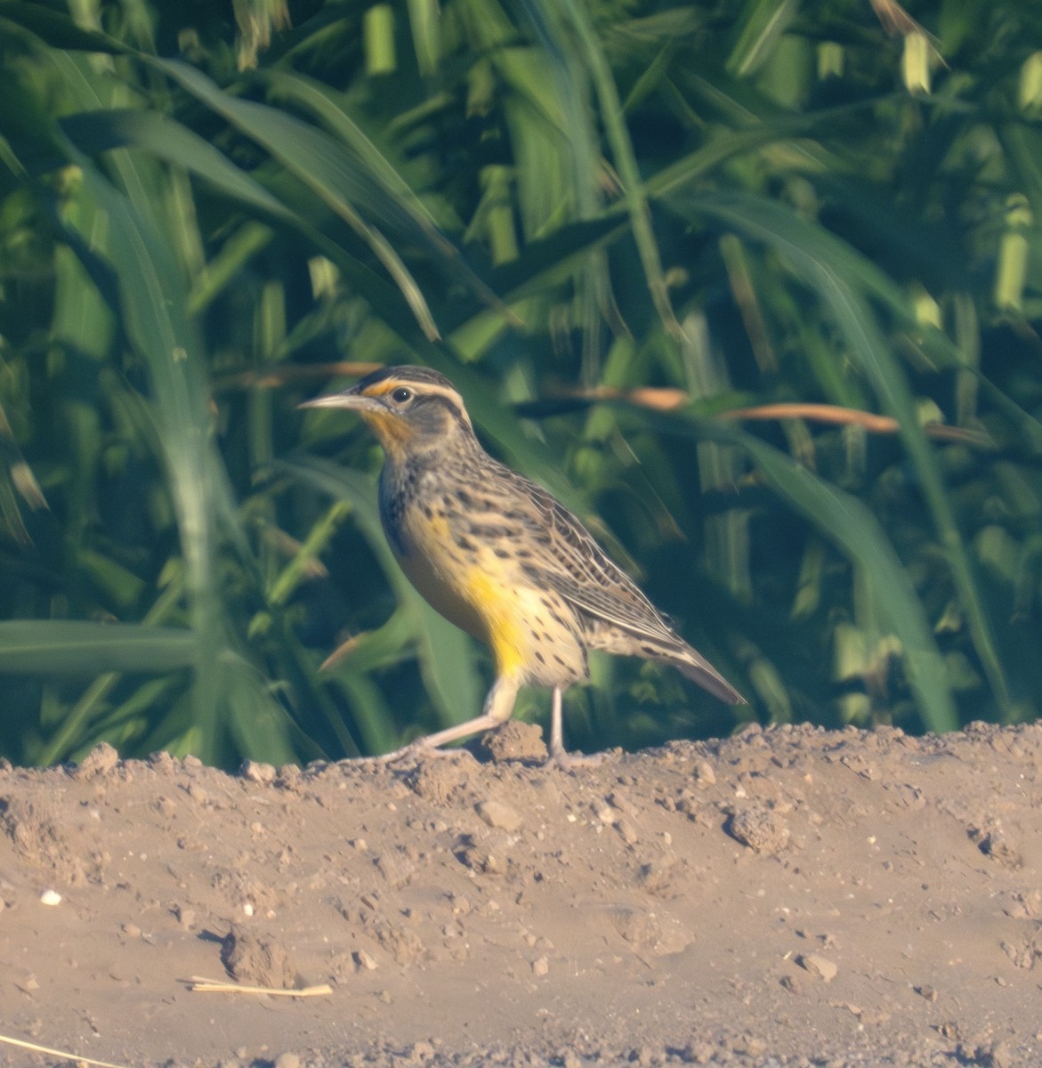 Western Meadowlark - ML624028556