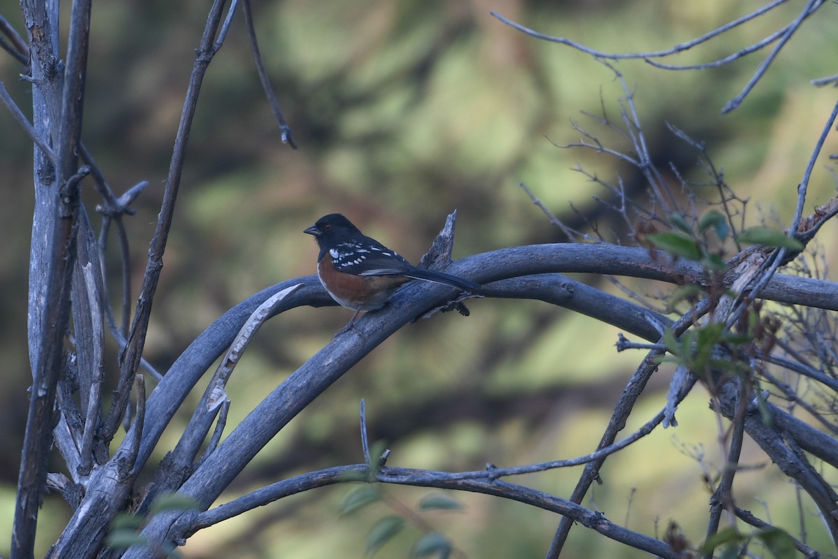 Spotted Towhee - ML624028561