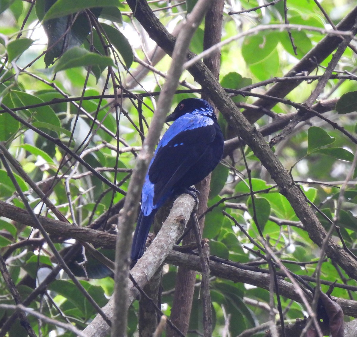 Asian Fairy-bluebird - ML624028564