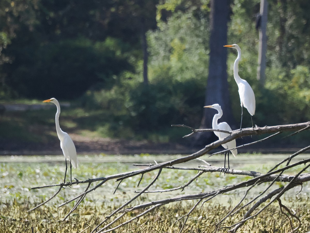 Great Egret - ML624028565