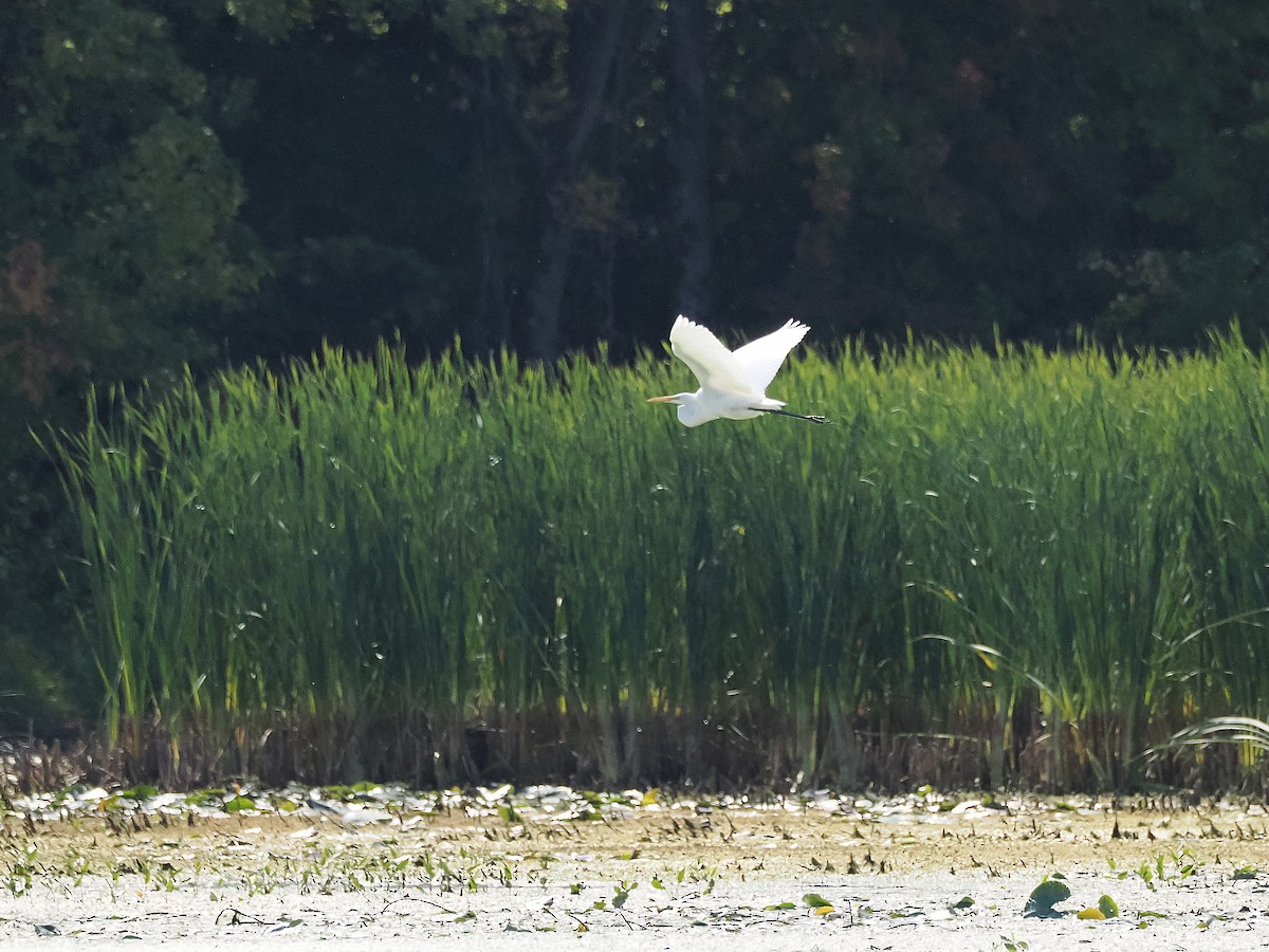 Great Egret - Allan Strong