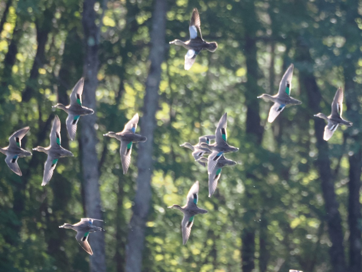 Green-winged Teal - ML624028567