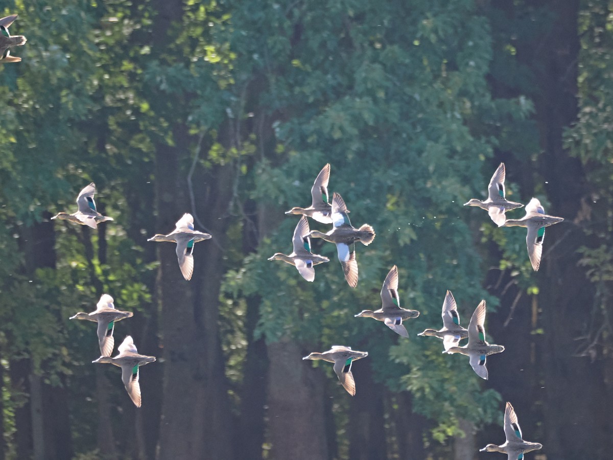 Blue-winged Teal - Allan Strong