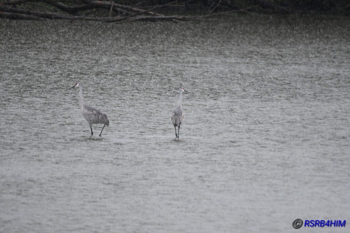 Sandhill Crane - ML624028569