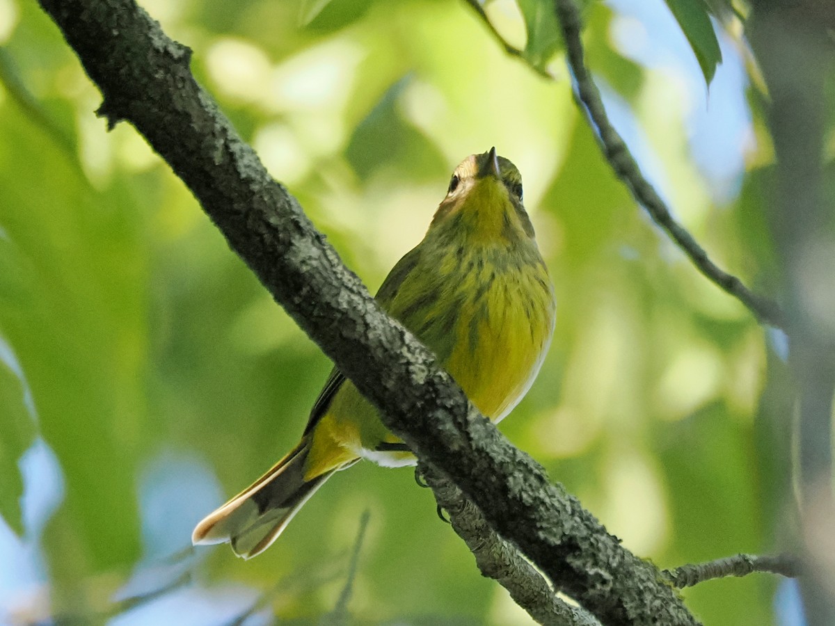 Palm Warbler - ML624028576