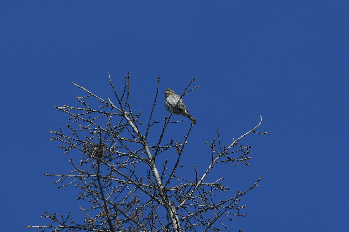 Purple Finch - ML624028577