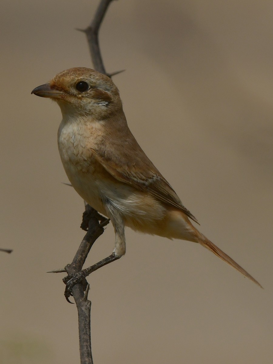 Isabelline Shrike - ML624028583