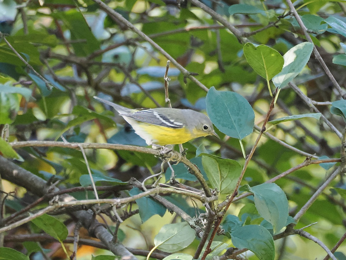 Magnolia Warbler - ML624028584