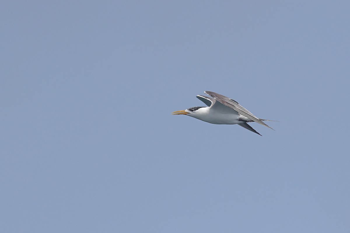 Great Crested Tern - ML624028585